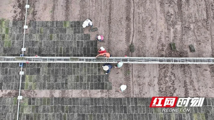 大通湖区：种粮户自制“秧盘输送神器” 助力晚稻育秧跑出“加速度”
