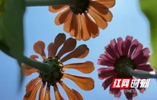 花海藏“豚”影！江豚湾景区创意花田邀你来打卡