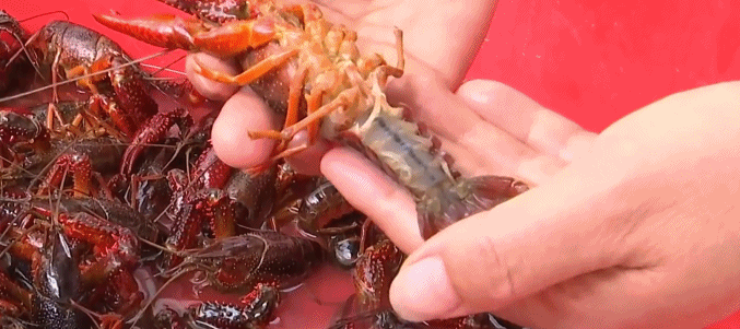 可以饲养沙漠蟹吗？市场上有大量的“沙漠海鲜