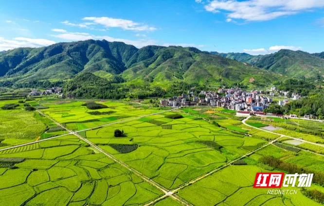 湖南新田：富硒早稻丰收在望（组图）