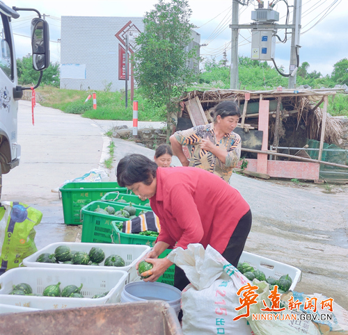 2宁远鲤溪镇：订单农业兴大观 时蔬鲜香富山乡_副本500.jpg
