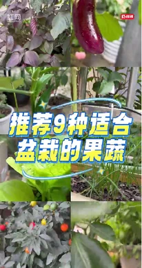 阳台也可种出四季鲜