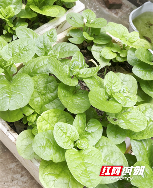 木耳菜2[00_00_04][20250703-164530].png