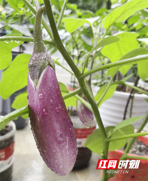 茄子3[00_00_09][20250703-164755].png