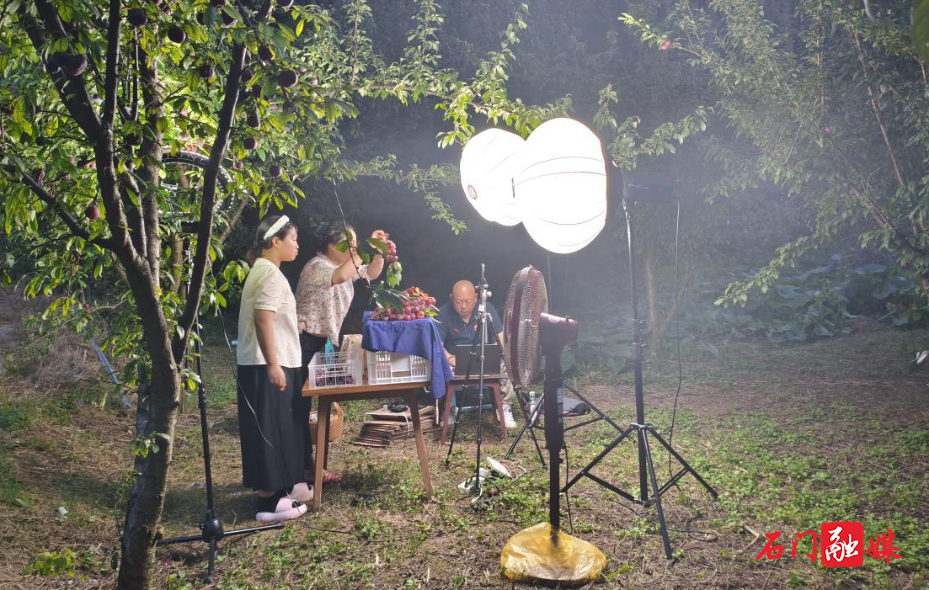 新铺镇开化寺村:网红达人助力“红宝石李”销售1.jpg 新铺镇开化寺村:网红达人助力“红宝石李”销售1.jpg