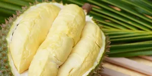 三亚“树上熟”榴莲批量上市 “榴莲自由”能实现了吗？