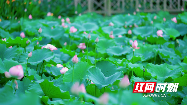 中方：“荷”你相约诗意盛夏