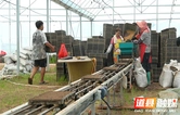 道县：晚稻育秧正当时 “秧苗工厂”火力全开