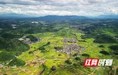 湖南新田：金叶飘香 田畴似锦
