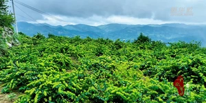 千城百县看中国｜湖南隆回：金银花开