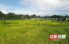 湖南新田：金叶飘香 田畴似锦