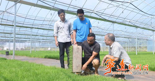 宁远：“工厂化”育秧助晚稻丰产3_副本500.png