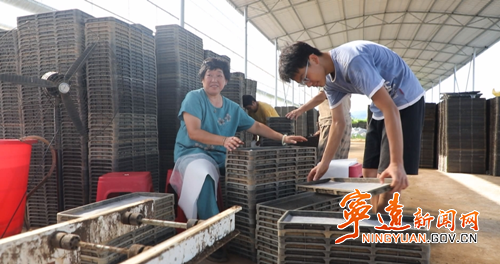 宁远：“工厂化”育秧助晚稻丰产_副本500.png