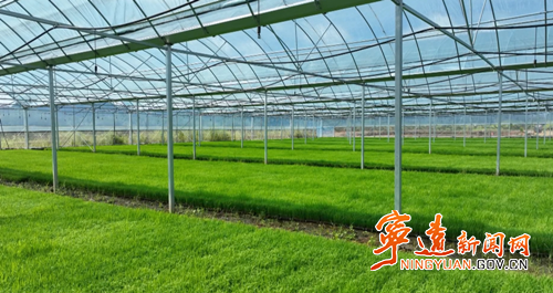 宁远：“工厂化”育秧助晚稻丰产2_副本500.png