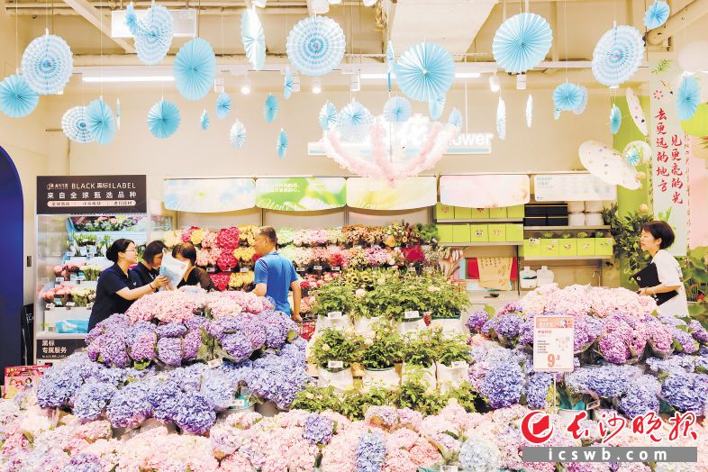 　　在盒马门店,各色绣球已成花海。长沙晚报通讯员 杨田风供图