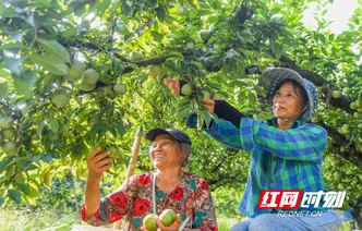湖南道县：柰李熟 收获忙