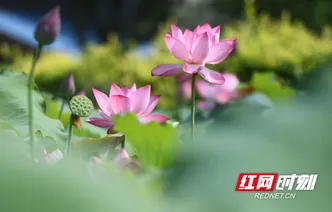 湖南道县：小暑荷生香
