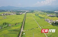 江永：稻浪如海 丰景成画