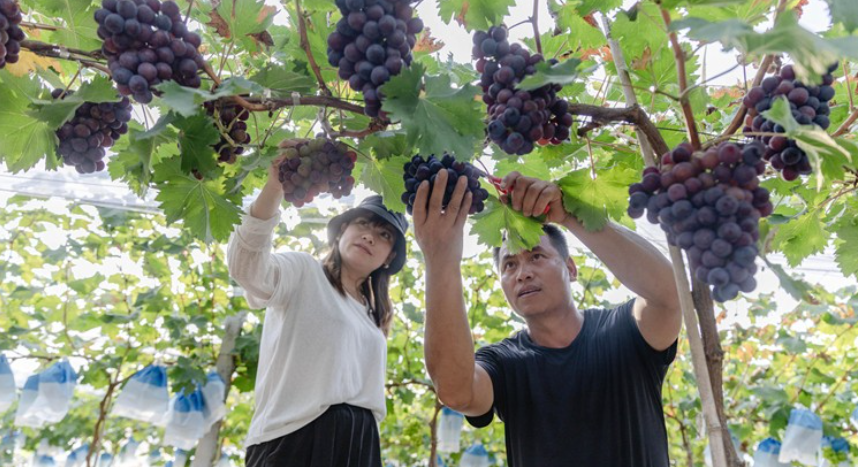 湖南早熟葡萄抢“鲜”机