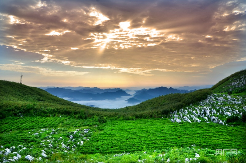 用纬度收听中国| Anhua：火炬茶语厨师厨师
