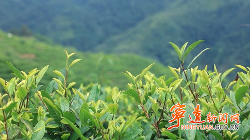 宁远：一片茶叶带富一方百姓4_副本500.jpg