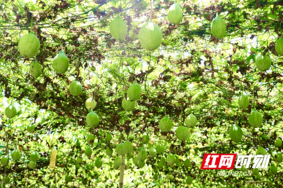会同团结村：瓜蒌满架待丰收
