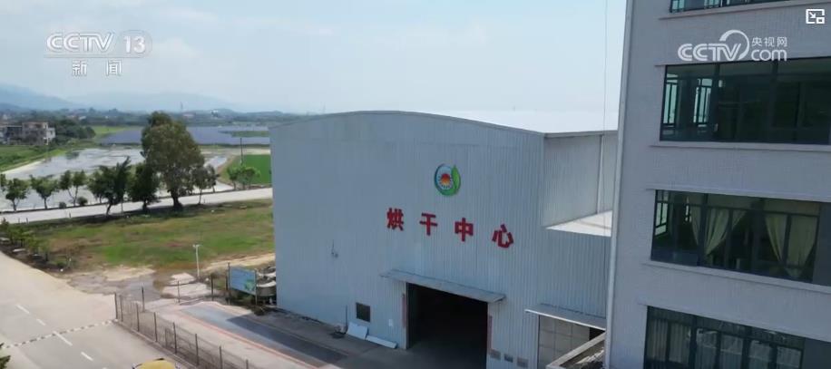 早期的水稻收获“加速”：提高产量的行为显示