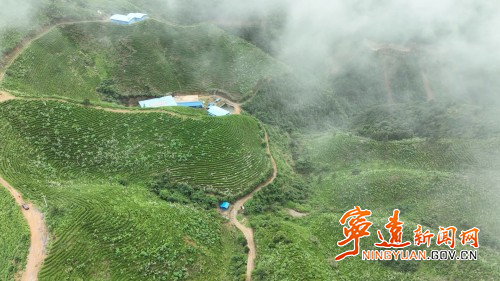 宁远：一片茶叶带富一方百姓2_副本500.jpg