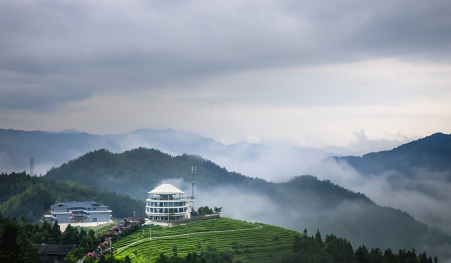 夏日里的奉家茶乡，连风都带着绿意