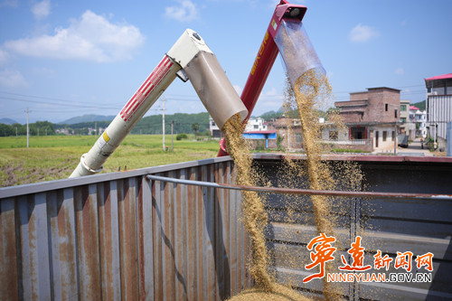 宁远：农机轰鸣丰收景 17.3万亩早稻陆续归仓2_副本500.jpg