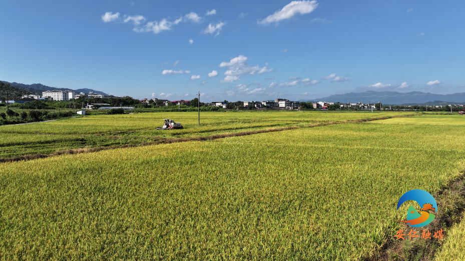 DJI_20250711085157_0001_D_副本.jpg