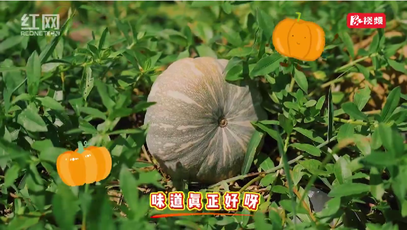 荷塘区仙庾南瓜顶呱呱，漫山遍野结金瓜