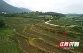 世上仅存三千亩！湖南新田陶岭三味辣椒开启鲜采季