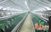 宁远：“兔经济”激活产业富民新动能