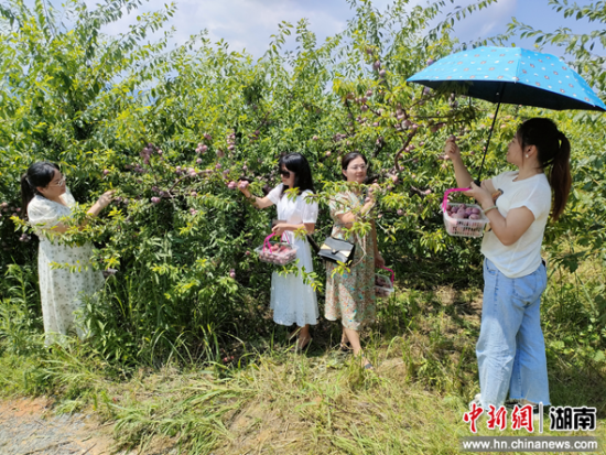 客采摘银妃三华李。张雄 摄