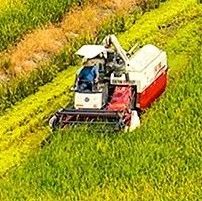 历史第二高产年 今年全国夏粮产量2994.8亿斤
