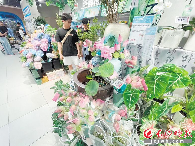 　　荷花含苞待放、雅致温柔，引得不少消费者驻足选购。 长沙晚报全媒体记者 范宏欢 摄