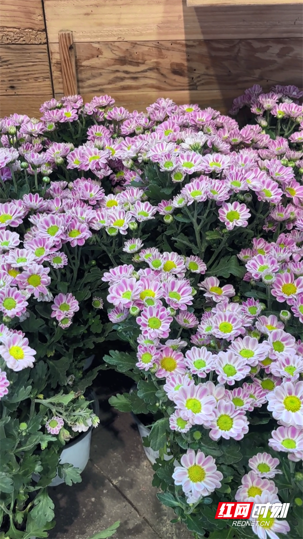 雏菊.png