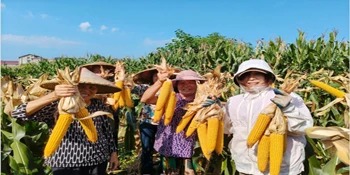 卢峰镇：玉米喜获丰收 奏响乡村振兴新乐章