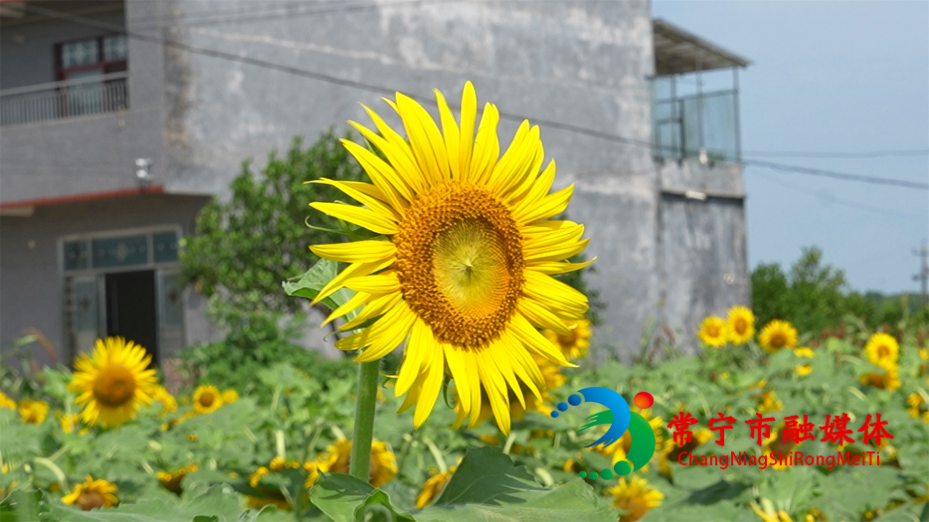 葵花2.jpg