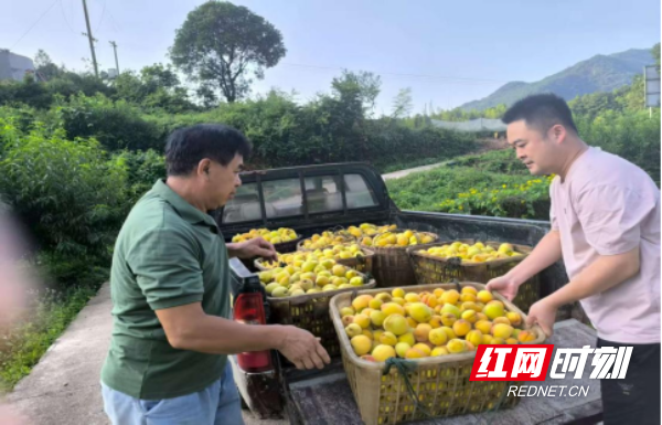 双牌塘底乡：瑶村黄桃丰收 甜蜜硕果助力乡村振兴286.png