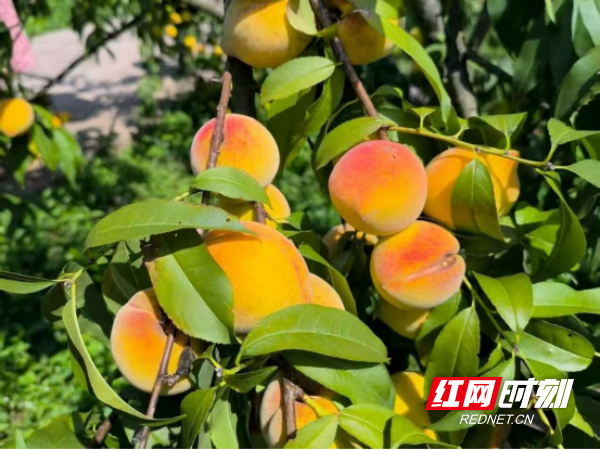 双牌塘底乡：瑶村黄桃丰收 甜蜜硕果助力乡村振兴133.png