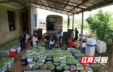 新田：柰李丰收采摘忙 产销两旺助增收