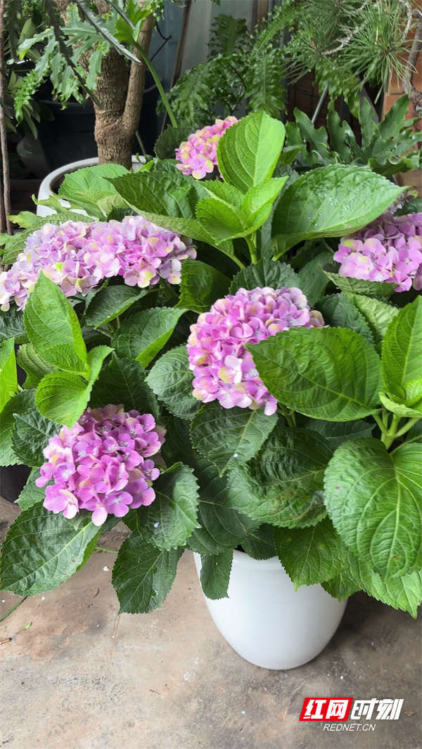 绣球花.png
