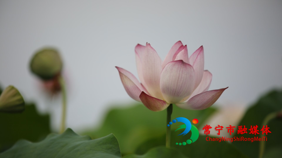 铁塘莲花3.jpg
