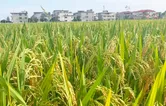 零陵28.5万亩早稻陆续成熟丰收