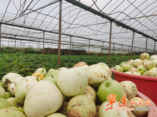 寧遠(yuǎn)保安鎮(zhèn)：“閑置棚”內(nèi)瓜果飄香2_副本500.jpg