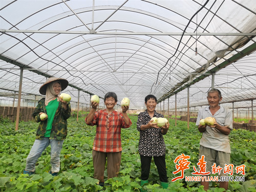 寧遠(yuǎn)保安鎮(zhèn)：“閑置棚”內(nèi)瓜果飄香_副本500.jpg