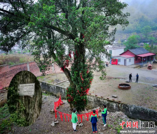 零陵区富家桥镇何仙观村千年罗汉松。黄林 摄