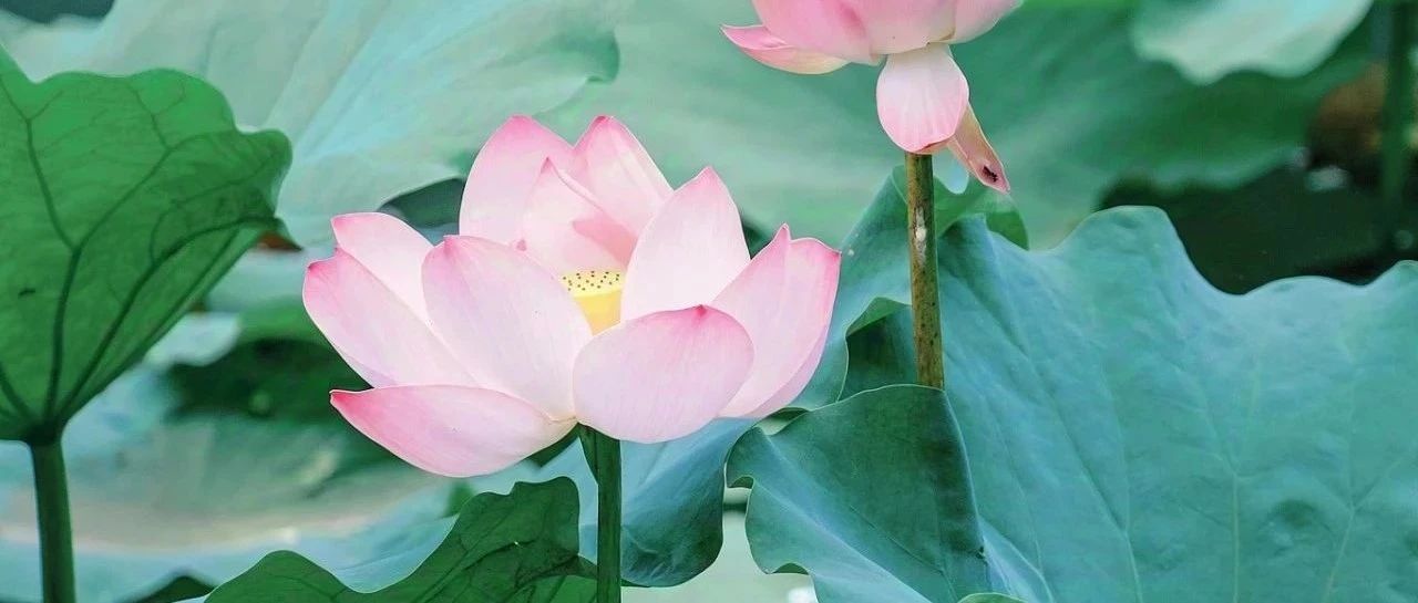 益阳医专二十四节气养心茶单 · 大暑